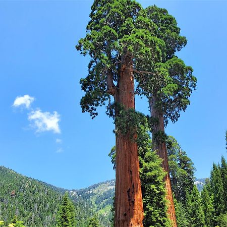 Redwood Retreat, Mountains, Adventure And Nature Ponderosa Екстериор снимка