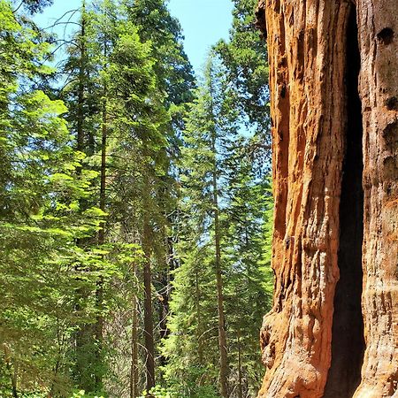 Redwood Retreat, Mountains, Adventure And Nature Ponderosa Екстериор снимка