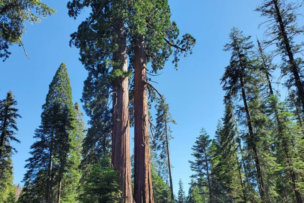 Redwood Retreat, Mountains, Adventure And Nature Ponderosa Екстериор снимка