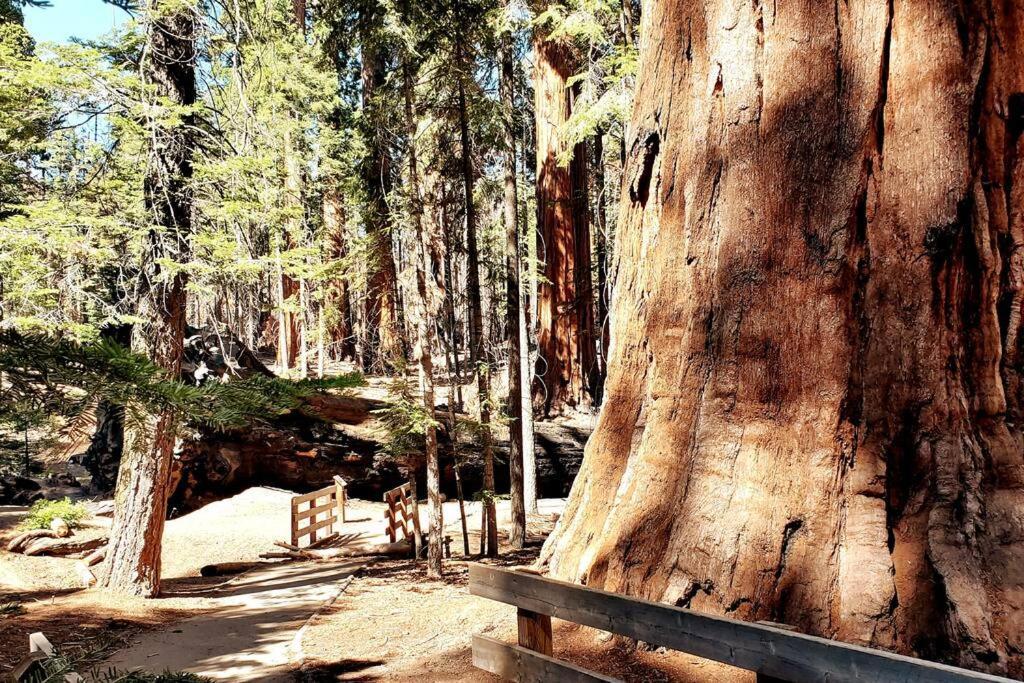 Redwood Retreat, Mountains, Adventure And Nature Ponderosa Екстериор снимка