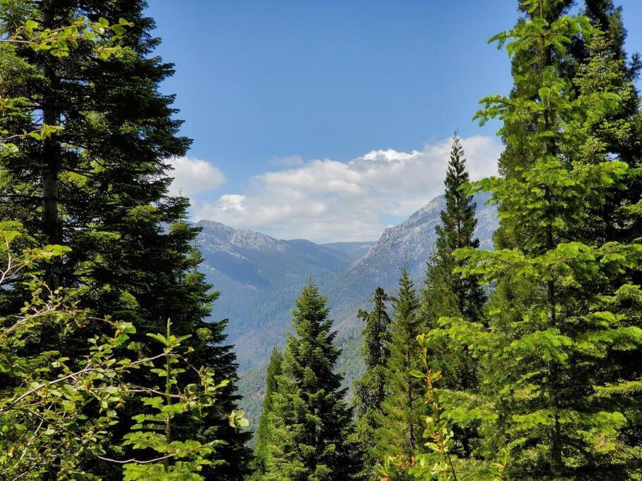 Redwood Retreat, Mountains, Adventure And Nature Ponderosa Екстериор снимка