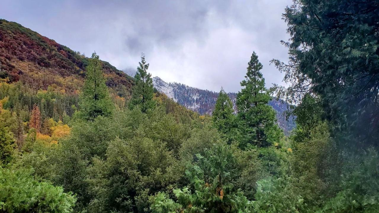 Redwood Retreat, Mountains, Adventure And Nature Ponderosa Екстериор снимка