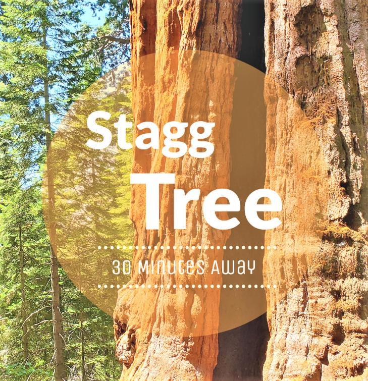 Redwood Retreat, Mountains, Adventure And Nature Ponderosa Екстериор снимка