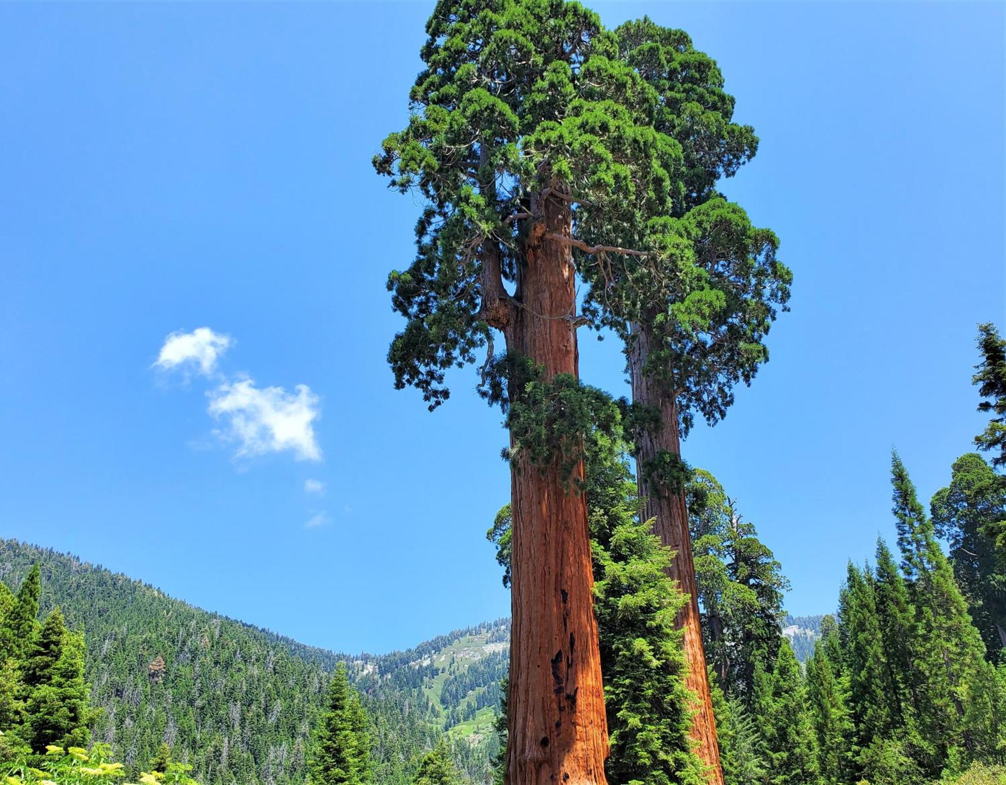 Redwood Retreat, Mountains, Adventure And Nature Ponderosa Екстериор снимка