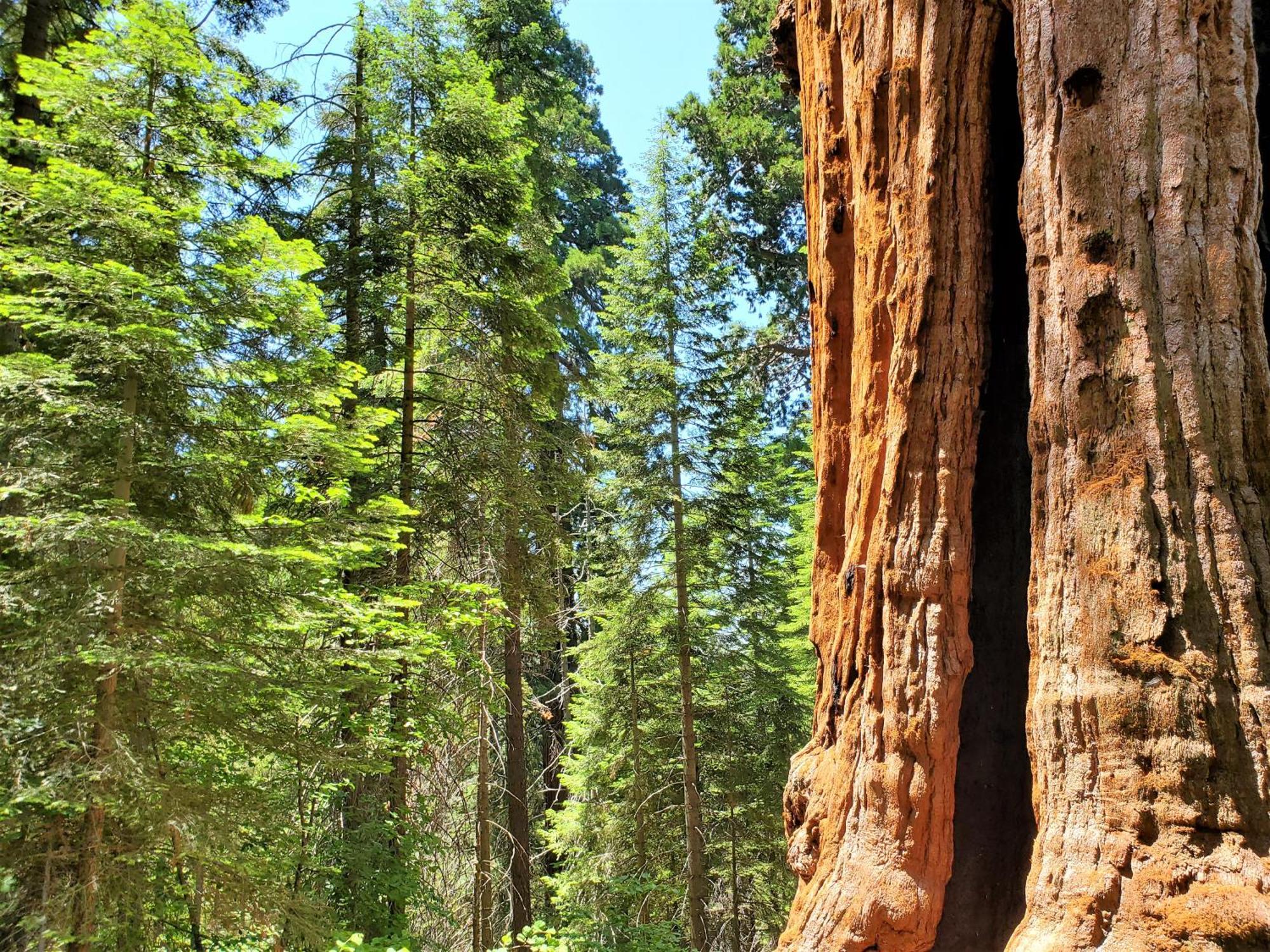 Redwood Retreat, Mountains, Adventure And Nature Ponderosa Екстериор снимка
